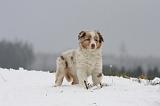 BERGER AUSTRALIEN PUPPIES 518